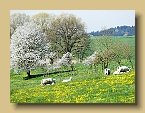 April Einöde Weilerhof - Streitheim Auerbach (6)
